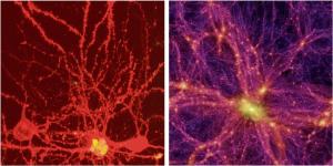 Neurons and galaxy clusters have similar structures.