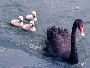 A black swan with her cygnets.