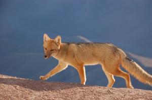 A zorro (Andean fox) eyes us cautiously.