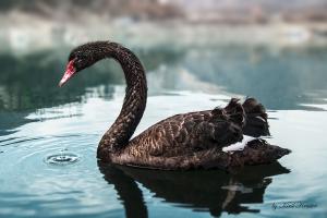 Swans can be black.