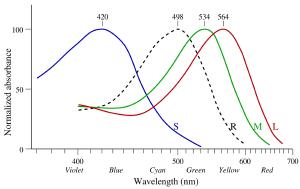 Color sensitivity of cones in our eyes.