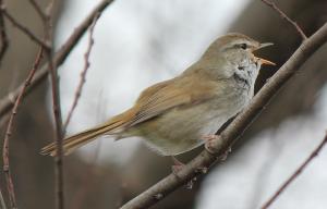 A male Japanese Bush Warbler singing.
