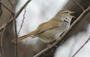 A male Japanese Bush Warbler singing.
