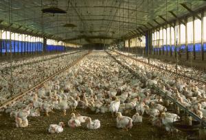 Industrial farming, or hen fusion research? You decide.