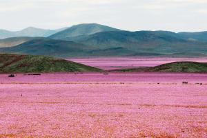 The Atacama in bloom outside of Santiago, Chile.