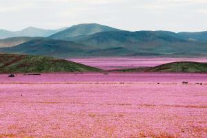 The Atacama in bloom outside of Santiago, Chile.
