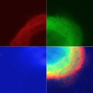 Hubble images of M57 taken at wavelengths (in nanometers) of 658 (red), 502 (green) and 469 (blue). I’ve given them color and combined them to produce the color image (bottom right).