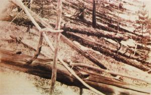Photograph of fallen trees seen by a 1929 expedition to the region.