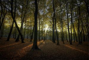 Sunlight through the trees.