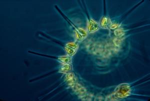 A close-up view of phytoplankton.