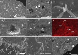 Electron microscope images of sample A0180, showing the presence of life.