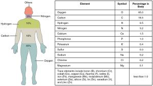 The abundance of elements in humans.