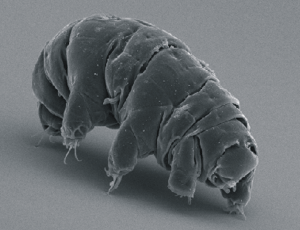 Tardigrades are also known as ‘water bears’ or ‘moss piglets’.