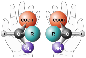 Chiral molecules come in left-handed and right-handed versions.