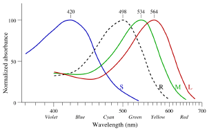 Color sensitivity of the cones and rods of the human eye.