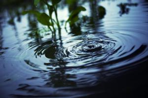 Ripples of water in a pond.